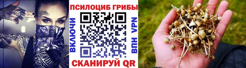Псилоцибиновые грибы GOLDEN TEACHER  omg зеркало  Томск 